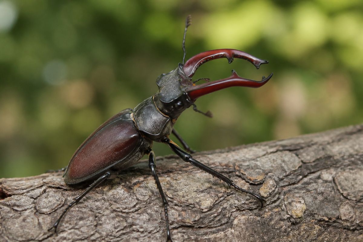 Cultural Perspectives on Insects in Art and Literature