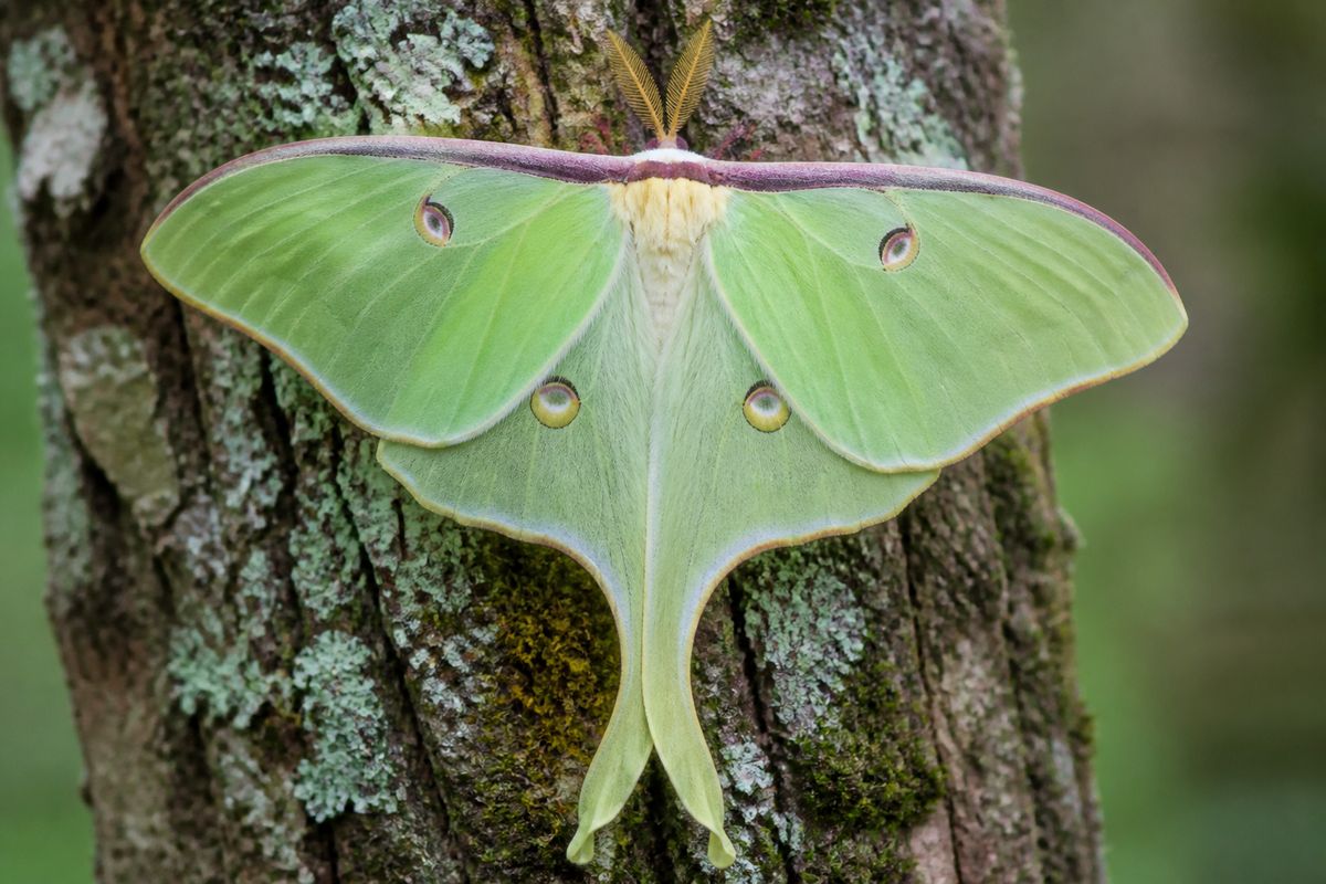 Discovering Rare and Exotic Moths: A Guide