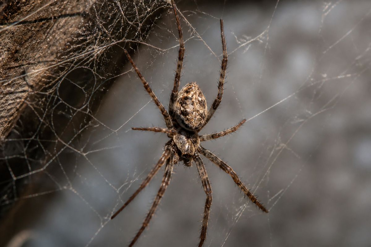 DIY Peppermint Spider Spray: Does It Keep Spiders Away?