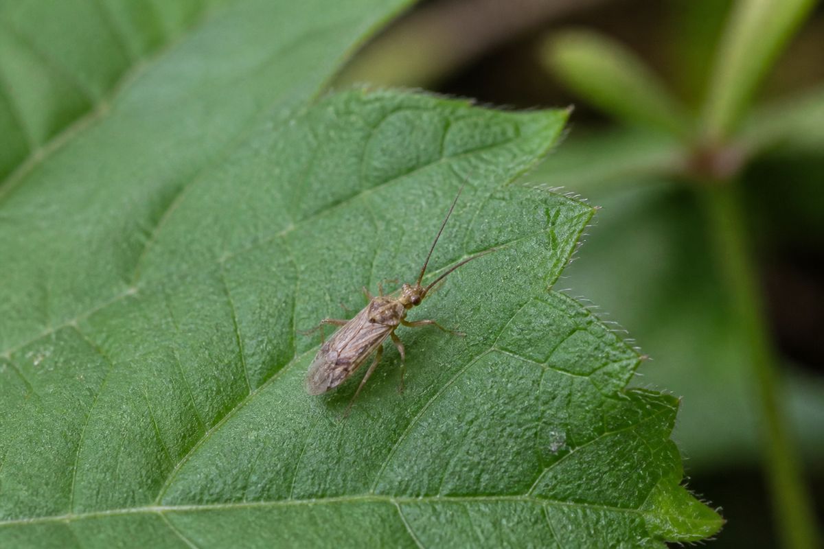 DIY Pest Control: Safe Methods for Homeowners