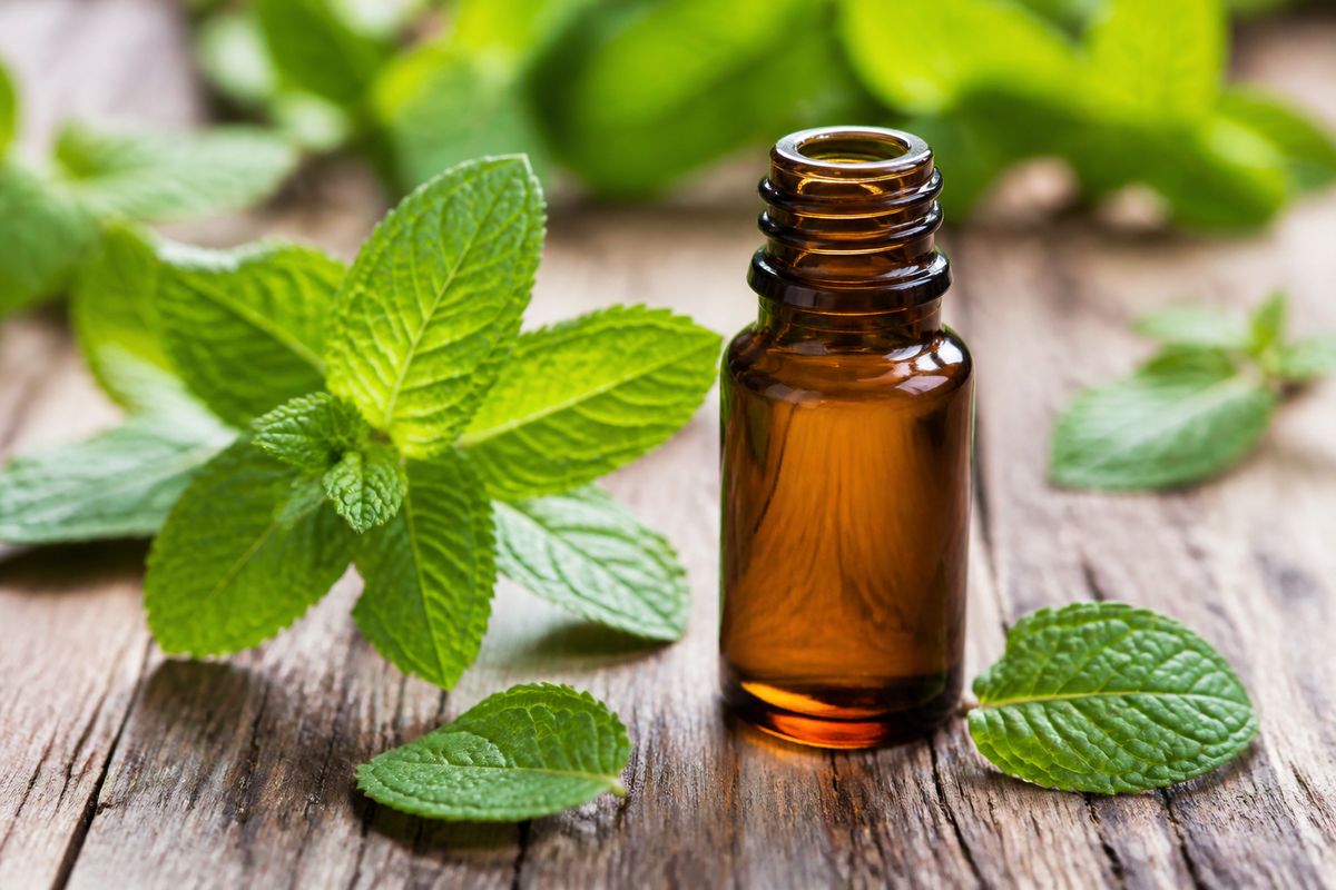 Does Peppermint Oil Repel Bugs? What It Works On