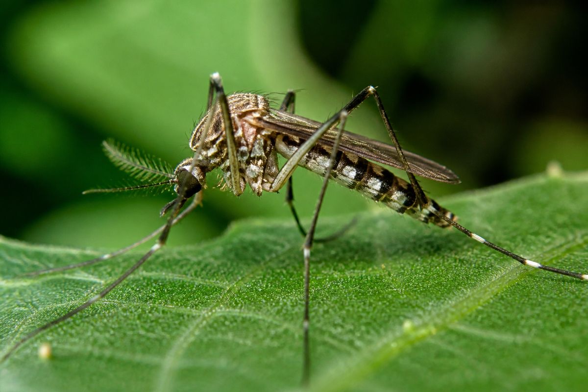 Does Peppermint Oil Repel Mosquitoes? How to Apply It