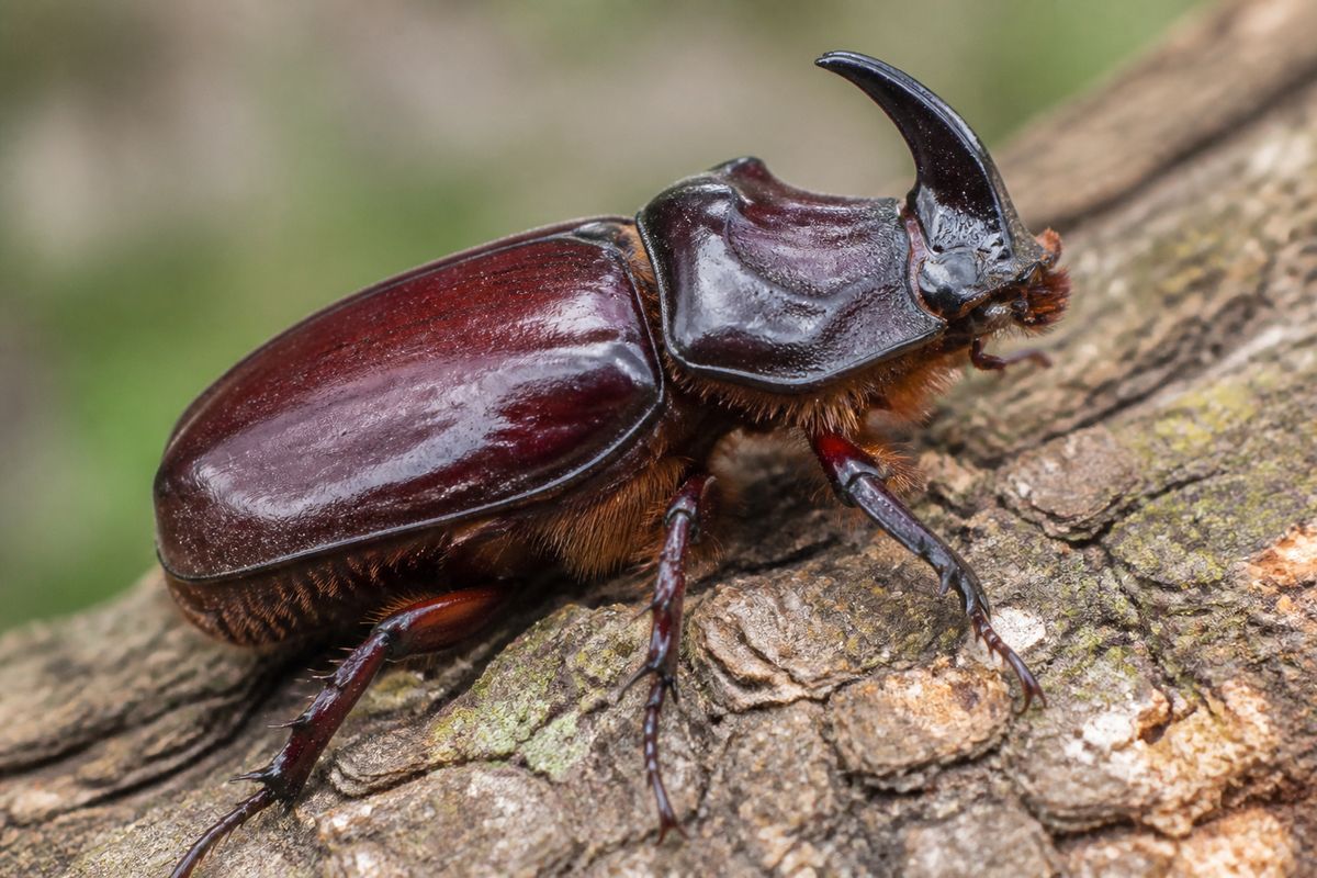 Exploring the Exoskeleton: Protection in Insects