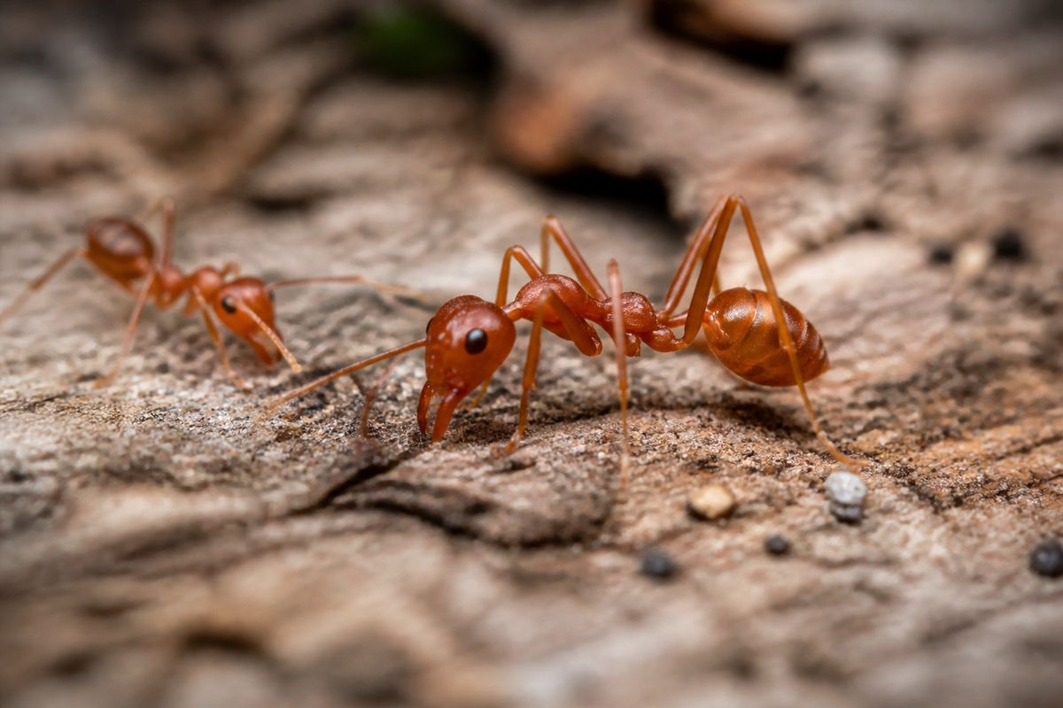 How Ants Are Portrayed in Different Cultural Mythologies