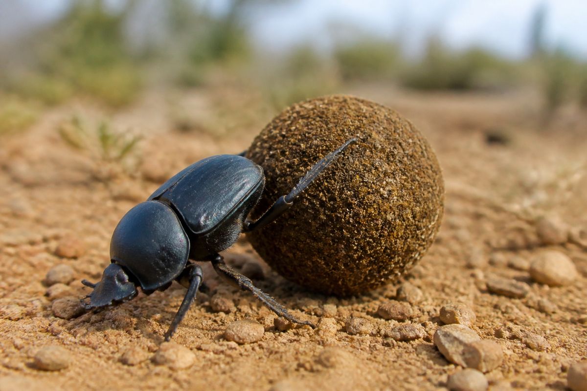 How Do Dung Beetles Contribute to the Ecosystem?