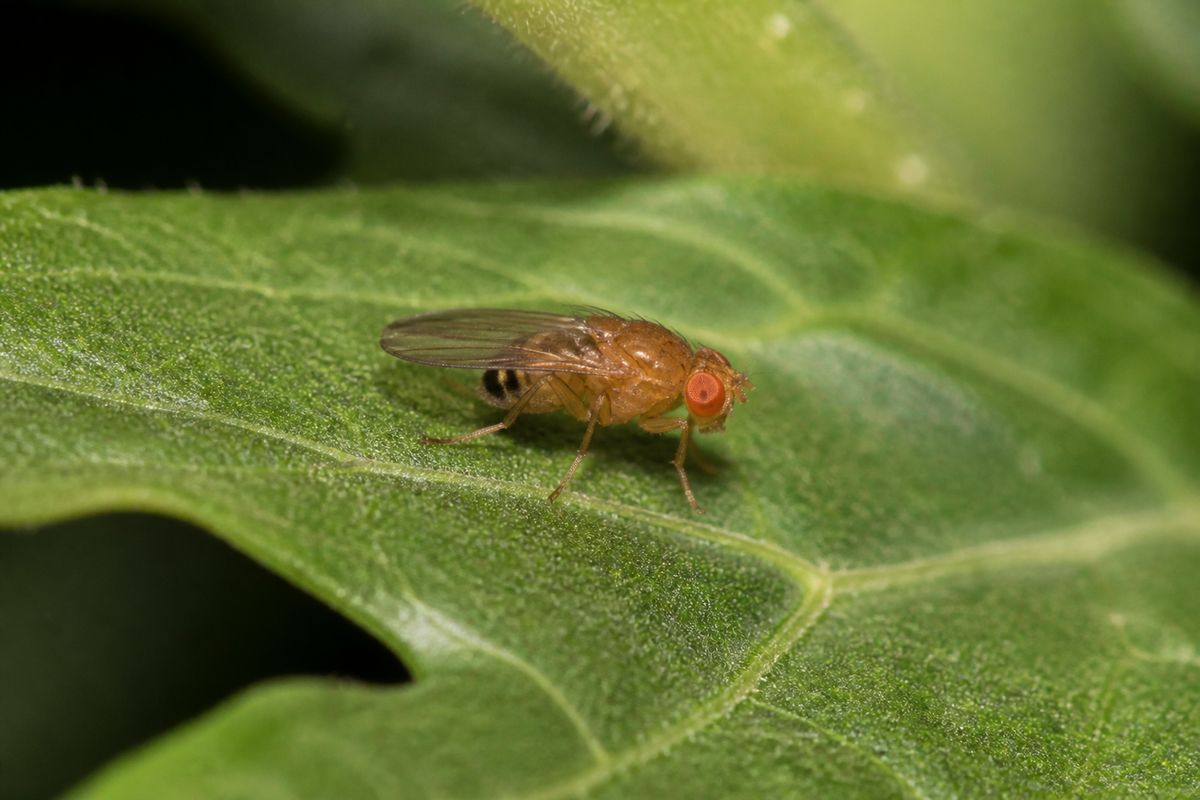 How Do Fruit Flies Contribute to the Ecosystem?