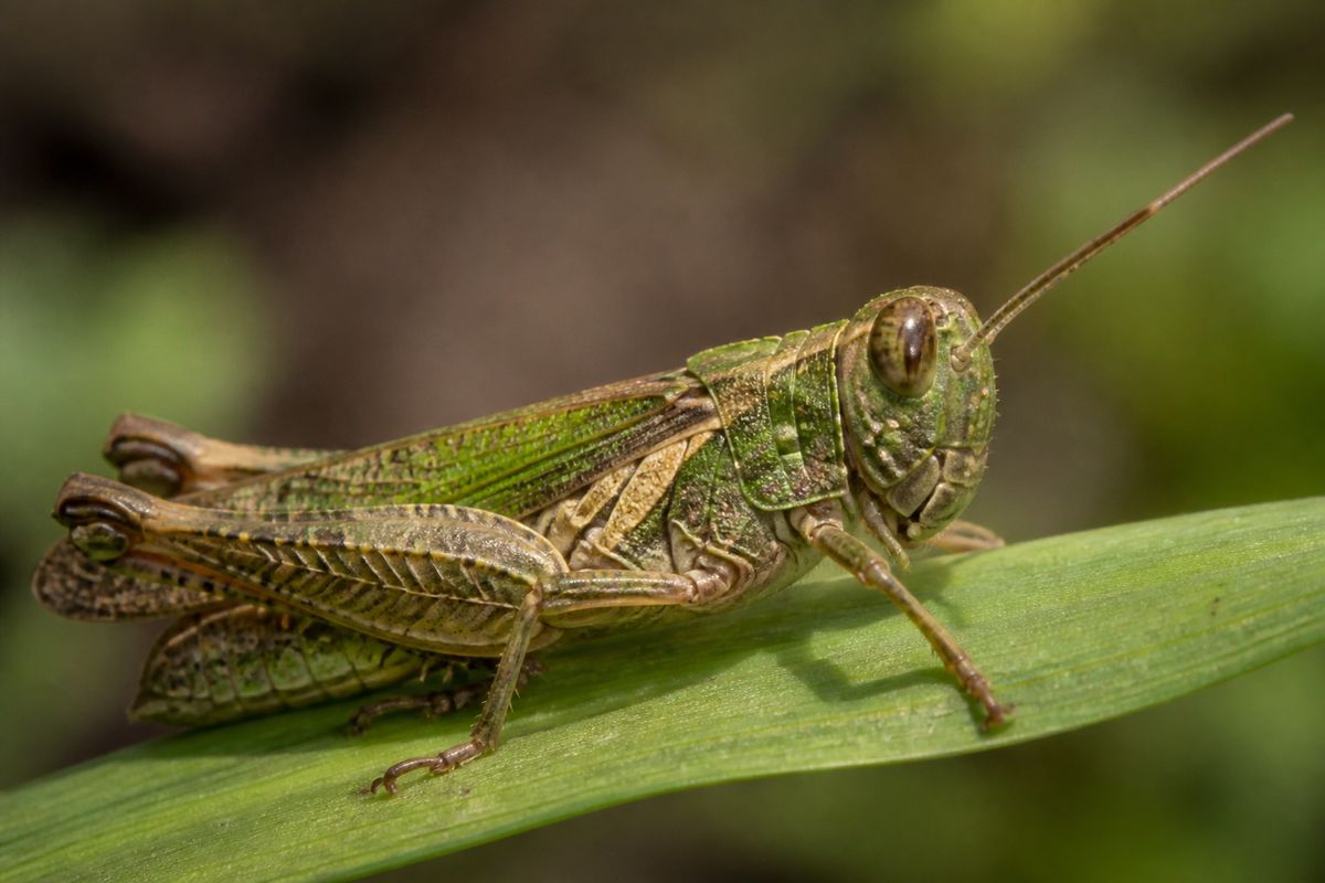 How Do Locusts Contribute to the Ecosystem?