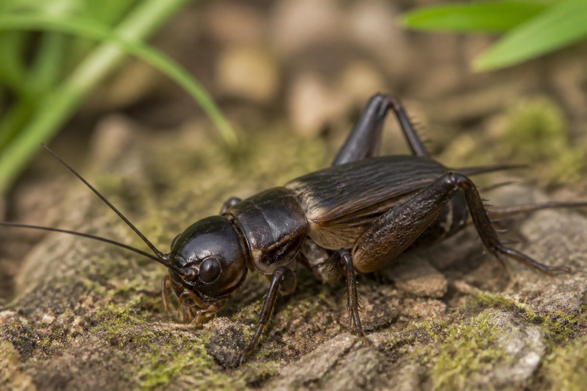 How to Attract Crickets to Your Garden: Tips and Tricks