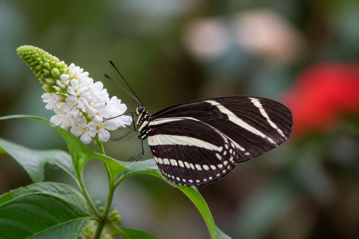 How to Attract Zebra Longwing Butterflies to Your Garden: Tips and Tricks