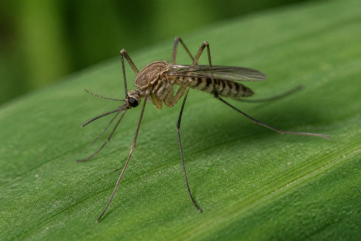 How to Identify Mosquitoes: Identification Tips