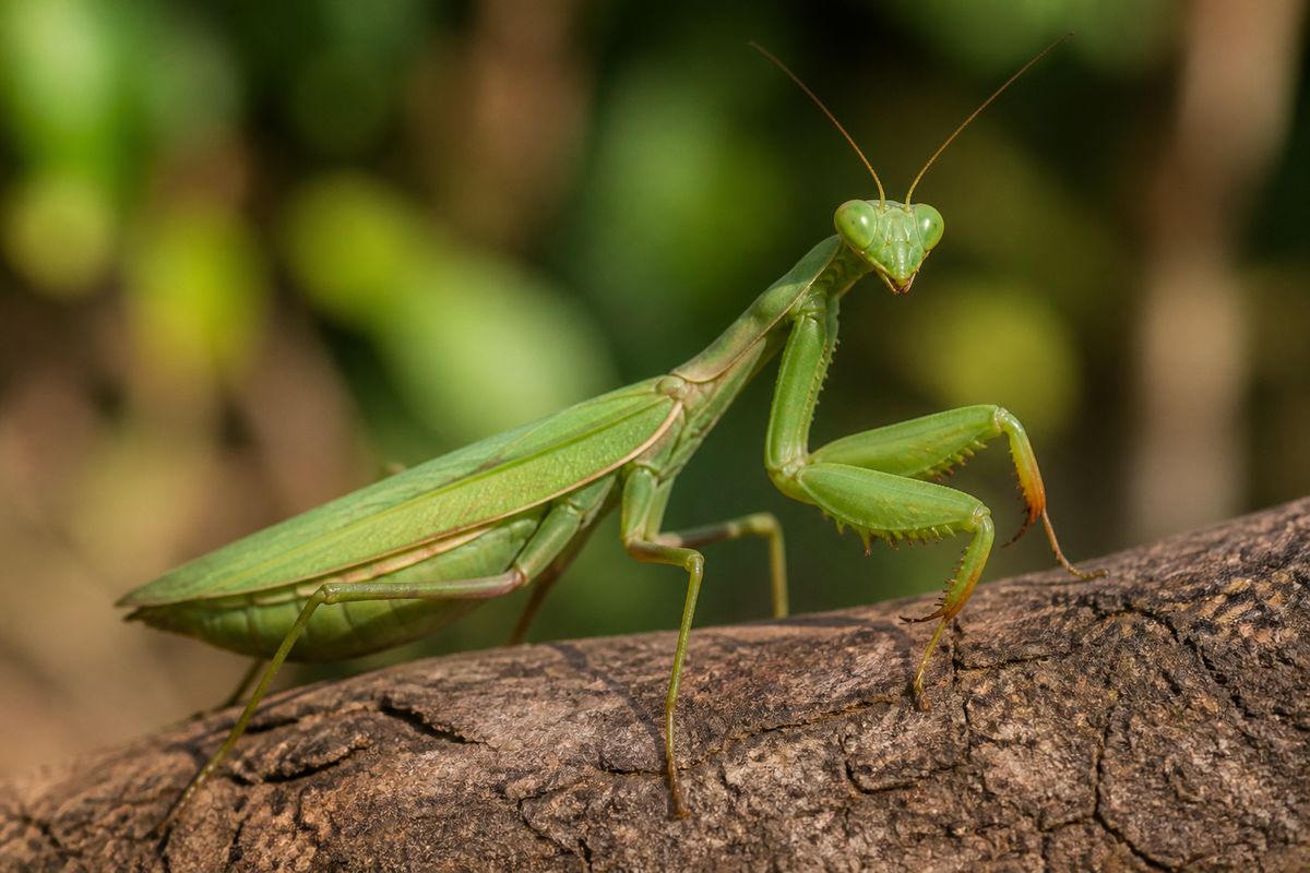 How to Identify Praying Mantises: Identification Tips