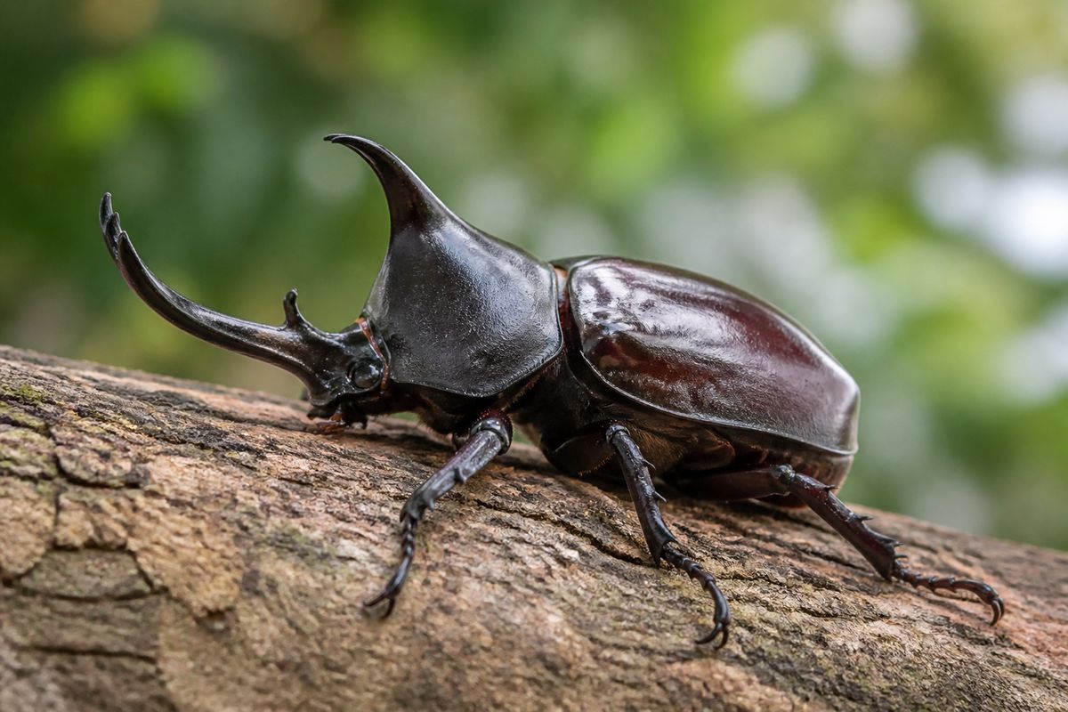 How to Identify Rhinoceros Beetles: Identification Tips