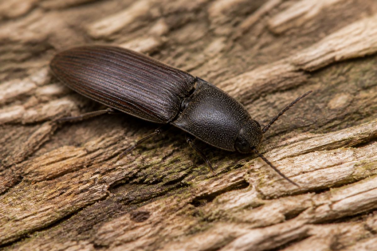 How to Spot Click Beetles in the Wild: Field Identification Guide