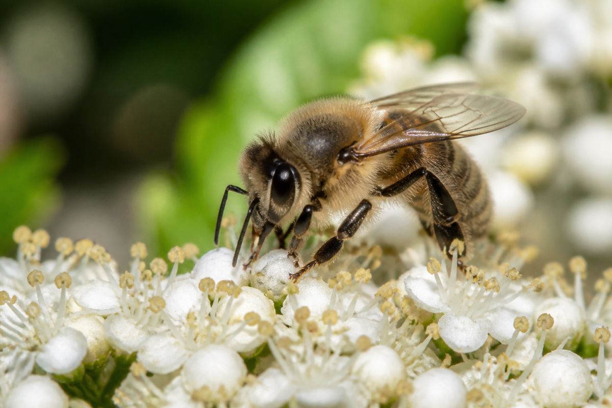 How Urban Ecosystems Affect Local Insect Habitats