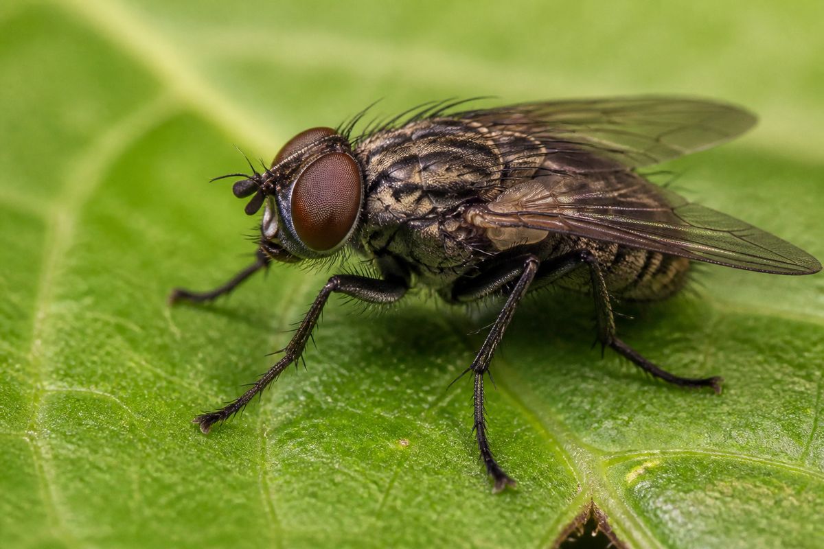 Peppermint Oil for Flies: Will It Repel or Attract Them?