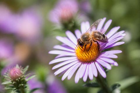 Beneficial Insects guides