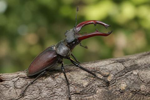 Cultural Perspectives on Insects in Art and Literature
