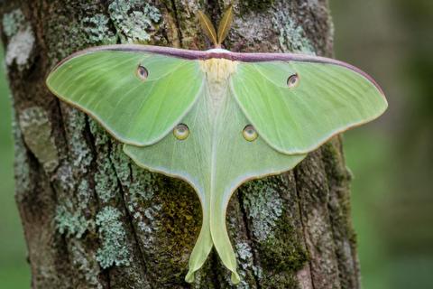 Discovering Rare and Exotic Moths: A Guide