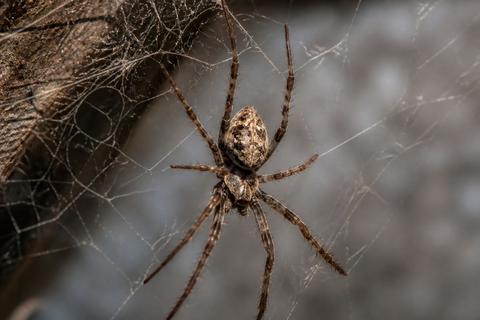 DIY Peppermint Spider Spray: Does It Keep Spiders Away?