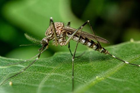 Does Peppermint Oil Repel Mosquitoes? How to Apply It