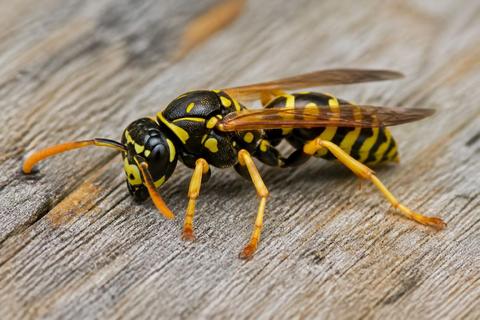 Does Peppermint Oil Repel Wasps and Bees?