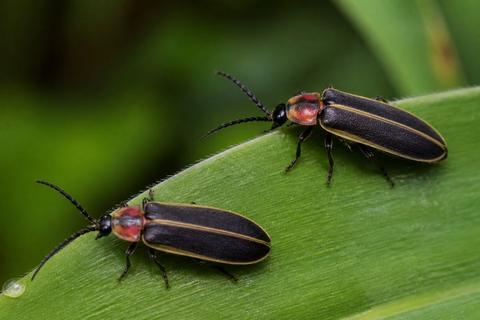 Exploring the Courtship Behaviors of Fireflies