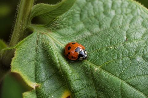 How Agricultural Practices Shape Insect Habitats in Farmlands