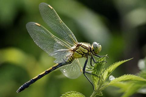 How Bug Wings Work: The Physiology of Flight