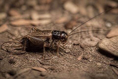 How Crickets Are Respected and Celebrated in Folklore