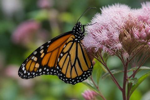 How Do Monarch Butterflies Contribute to the Ecosystem?