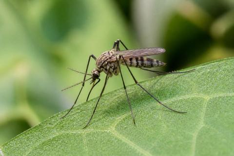 How Do Mosquitoes Contribute to the Ecosystem?