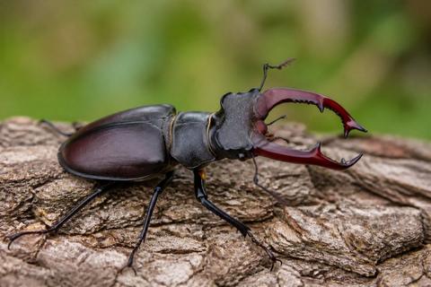 Habitats & Ecosystems guides