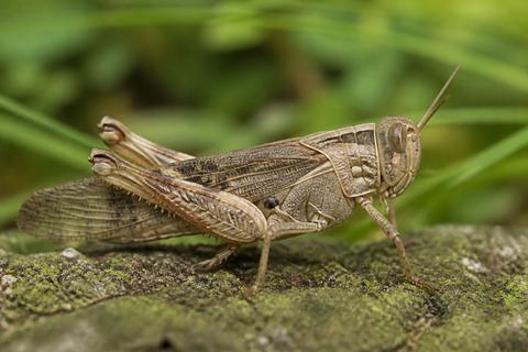 How to Attract Locusts to Your Garden: Tips and Tricks