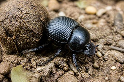 How to Identify Dung Beetles: Identification Tips