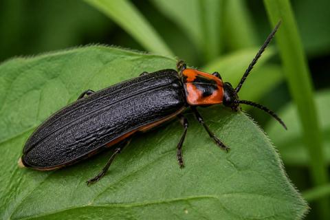 How to Identify Fireflies: Identification Tips
