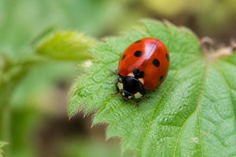 How to Identify Ladybugs: Identification Tips