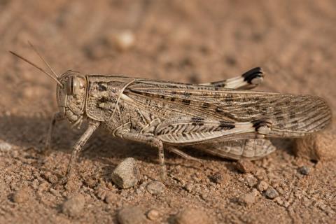 How to Identify Locusts: Identification Tips