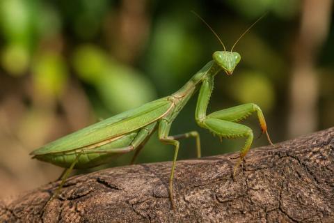 How to Identify Praying Mantises: Identification Tips