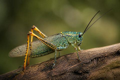 Rare & Exotic Insects guides