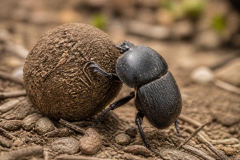 How to Spot Dung Beetles in the Wild: Field Identification Guide