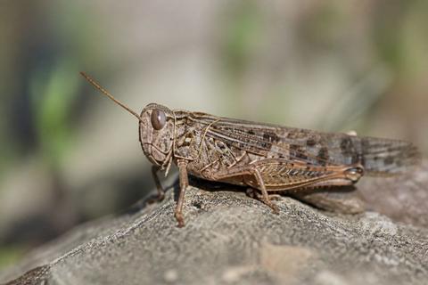 How to Spot Locusts in the Wild: Field Identification Guide
