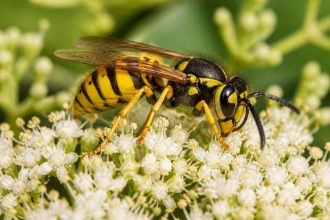 How to Spot Yellowjackets in the Wild: Field Identification Guide