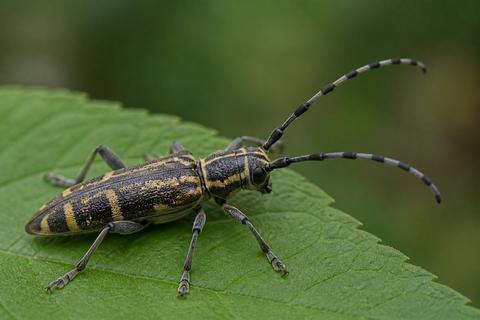 How to Use Field Guides for Insect Identification