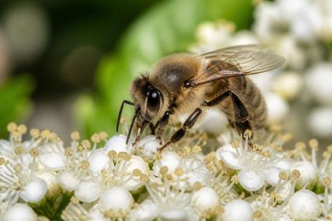 How Urban Ecosystems Affect Local Insect Habitats