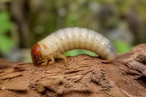 Identifying Insect Larvae: What to Look For