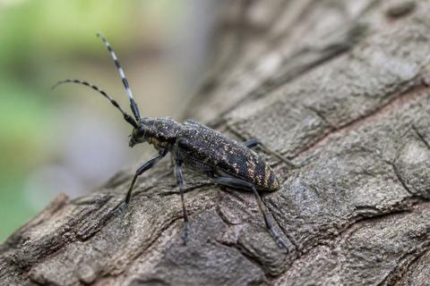 Insect Gods: Deities Representing Bugs in Mythology
