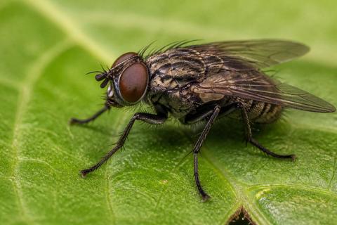 Peppermint Oil for Flies: Will It Repel or Attract Them?