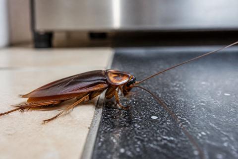 Peppermint Oil for Roaches: Does It Repel Them?