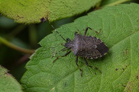 Pest Control guides