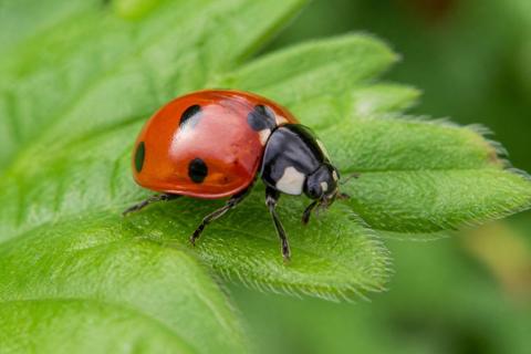 The Anatomy and Behavior of Ladybugs